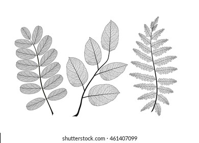 Transparent Leaf Images, Stock Photos & Vectors | Shutterstock