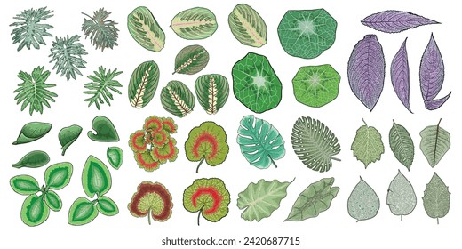 Set of leaves. Botanical green weeds and bushes. Hand drawn herb set, lush and elegant exotic leaves for decoration design. Decorative floral plant leaf, flower branches and twigs. Vector.