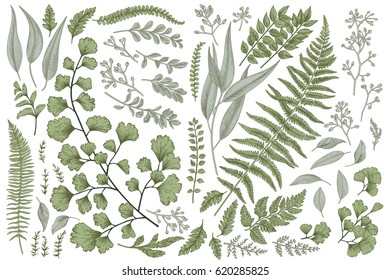 Set with leaves. Botanical illustration. Fern, eucalyptus, boxwood. Vintage floral background. Vector design elements. Isolated.  - Shutterstock ID 620285825