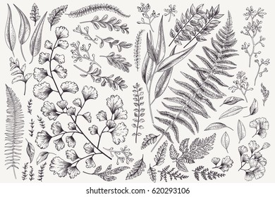 Állítsa levelekkel. Botanikai illusztráció. Páfrány, eukaliptusz, puszpáng. Vintage virágos háttér. Vektor design elemek. Elszigetelt. Fekete és fehér.