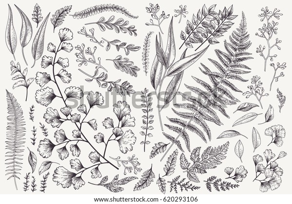 葉でセット 植物イラスト シダ ユーカリ ボックスウッド ビンテージ花柄の背景 ベクター画像デザインエレメント 分離型 白黒 のベクター画像素材 ロイヤリティフリー