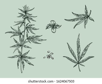 Set of  leaves, branch and seeds of Hemp plant. Organic product. Ink sketch of cannabis. Hand drawn graphic design. Stock vector illustration.