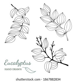 Set of leaves, branches and flowers of eucalyptus. Eucalyptus branch hand drawn botanical illustration. Eucalyptus leaves and flowers on a white background. Vector sketch illustration. 
