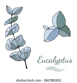 Conjunto de hojas, ramas y flores de eucalipto. Ilustración botánica de la rama del eucalipto. Hojas de eucalipto y flores en un fondo blanco. Ilustración de esbozo del vector. 