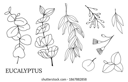 Set of leaves, branches and flowers of eucalyptus. Eucalyptus branch hand drawn botanical illustration. Eucalyptus leaves and flowers on a white background. Vector sketch illustration. 
