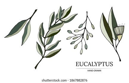 Set of leaves, branches and flowers of eucalyptus. Eucalyptus branch hand drawn botanical illustration. Eucalyptus leaves and flowers on a white background. Vector sketch illustration. 