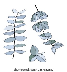 Set of leaves, branches and flowers of eucalyptus. Eucalyptus branch hand drawn botanical illustration. Eucalyptus leaves and flowers on a white background. Vector sketch illustration. 