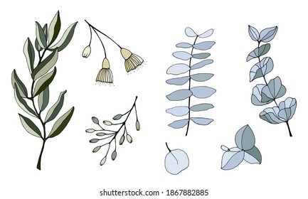 Set of leaves, branches and flowers of eucalyptus. Eucalyptus branch hand drawn botanical illustration. Eucalyptus leaves and flowers on a white background. Vector sketch illustration. 