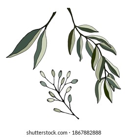 Set of leaves, branches and flowers of eucalyptus. Eucalyptus branch hand drawn botanical illustration. Eucalyptus leaves and flowers on a white background. Vector sketch illustration. 