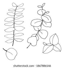 Set of leaves, branches and flowers of eucalyptus. Eucalyptus branch hand drawn botanical illustration. Eucalyptus leaves and flowers on a white background. Vector sketch illustration. 