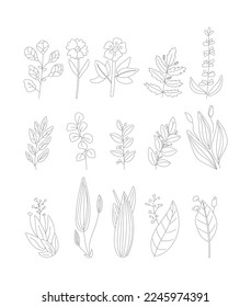 set of leaves, branches, flowers  vector isolated outline  illustration