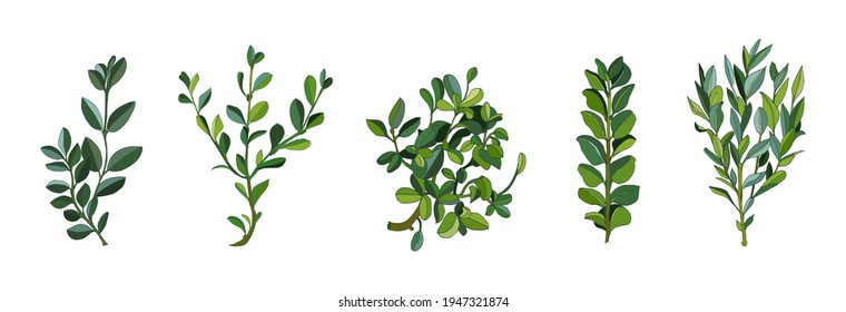 Set leaves and branches greenery elements of ficus in various form. Modern collection of small bushes rubber plant on white background. Vector illustration