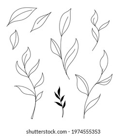 set of leaves and branches with leaves, hand drawn, digitally created on a tablet