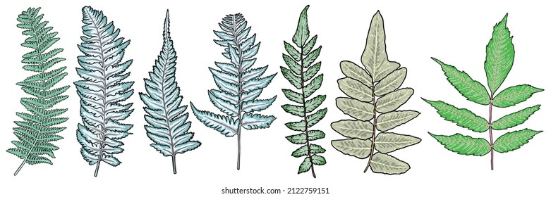Set of leaves and branches such as Green forest and Japanese painted fern. Hand drawing of various twigs with the leaf, Ash tree. Vector. 