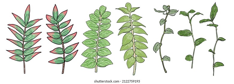 Set of leaves and branches such as house plants twigs and Solomon's seal plant. Hand drawing of green forest fern and various plants. Vector. 