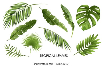 Set of leaves and branches of tropical palm trees, isolated on a white background. Vector illustration