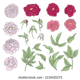 Set of leaves, buds and flowers of peonies on a white background. Collection of decorative floral elements for design. Vector illustration.