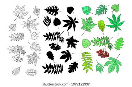 Set of leaves in cartoon style, outline and black silhouette - maple, birch, ash, mountain ash, chestnut, poplar, oak. Isolated on a white background. Stock vector illustration.