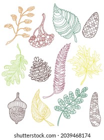 Set of leaves, cones, rowan berries, acorn. The autumn plant is decorated with a pattern. Design element for print, label, logo, packaging template. Coloring. Vector outline illustration.