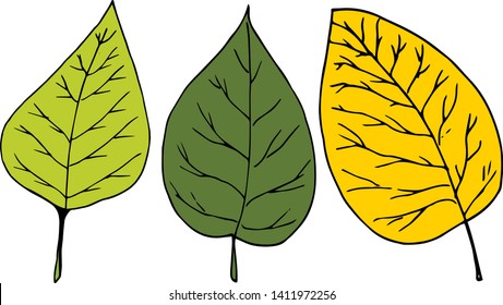 set of leaves of deciduous trees on a white background. Vector elements for design for posters, magazines, cards.