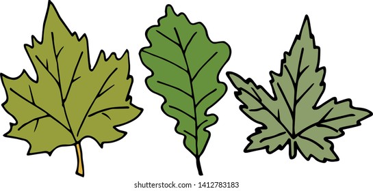 set of leaves of deciduous trees on a white background. Vector elements for design for posters, magazines, cards.
