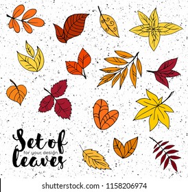Set of leaves for design and logo