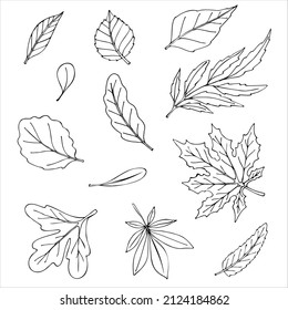 Set of leaves of different plants. Doodles. Vector illustration