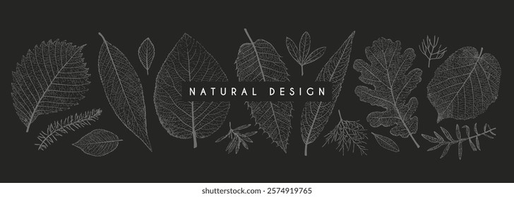 Set of leaves of different shape and texture. Botanical elements for background, wallpaper, card, pattern, print, wedding invitation. Vector illustration.