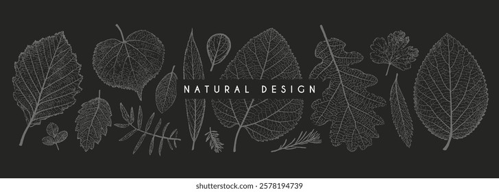 Set of leaves of different shape and texture. Botanical elements for background, wallpaper, card, pattern, print, wedding invitation. Vector illustration.