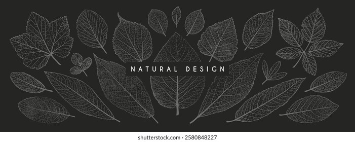 Set of leaves of different shape and texture. Botanical elements for background, wallpaper, card, pattern, print, wedding invitation. Vector illustration.