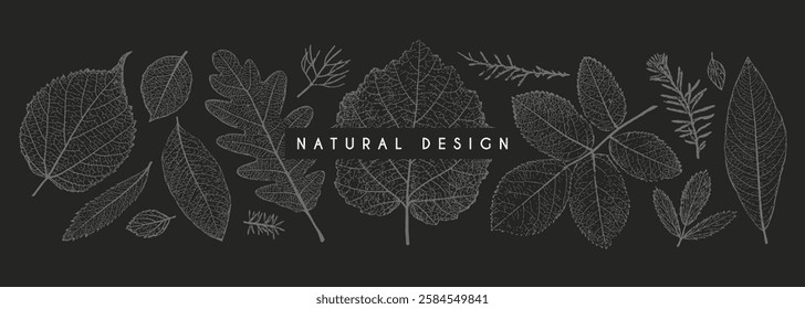 Set of leaves of different shape and texture. Botanical elements for background, wallpaper, card, pattern, print, wedding invitation. Vector illustration.
