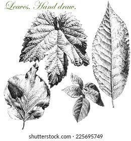 Set with leaves of different shapes (hand draw)       