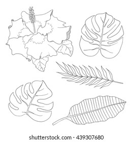 The set of leaves of different species of palm trees and hibiscus flower on a white background.
