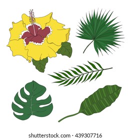 The set of leaves of different species of palm trees and hibiscus flower on a white background.