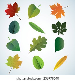 Set of leaves from different trees. Editable vector illustration
