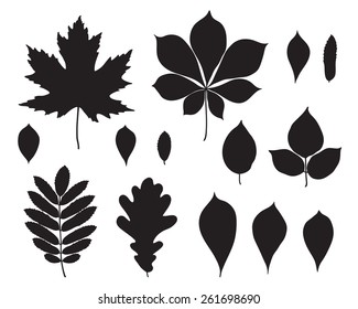 Set of leaves of different trees. Isolated black silhouettes of leaves on a white background. Sketch, design elements. Vector.