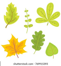 the set of leaves of different trees on a white background