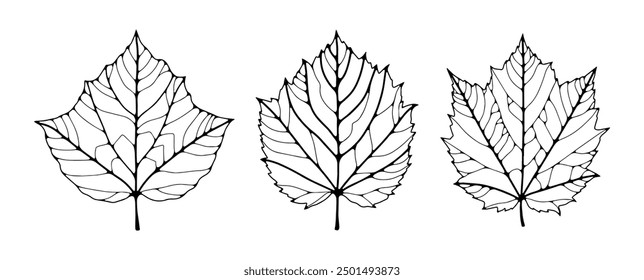 Set of leaves of different trees. Simple line drawing by hand isolated on white background. Black outline of leaves with veins.