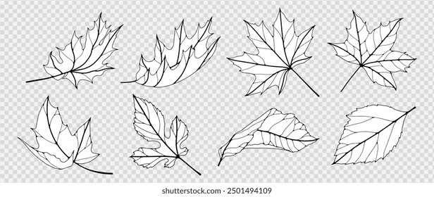 Satz Blätter verschiedener Bäume. Einfache Linienzeichnung von Hand, einzeln auf weißem Hintergrund. Schwarze Umrisse von Blättern mit Adern.