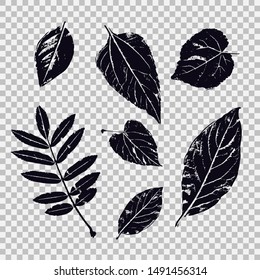 Set of leaves of different vegetation. Vector graphics with black isolated objects.