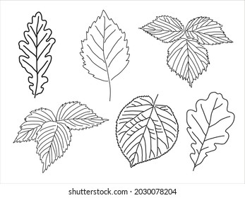 Set of leaves in the doodle style. Hand-drawn silhouette Botanical 
medicinal vector plant 
