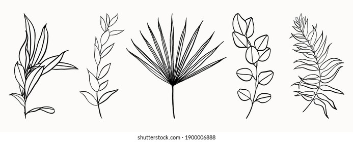 Set of leaves drawn by lines

