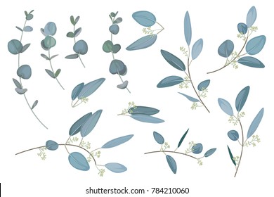 Set of leaves of eucalyptus  for bouquets