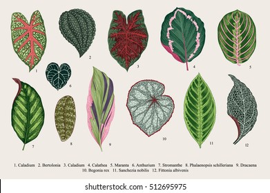 Set Leaves. Exotics. Vintage Vector Botanical Illustration. Colorful.