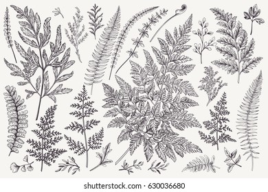 Set with leaves. Ferns.  Vector design elements. Black and white. Botanical illustration.