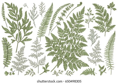 Set with leaves. Ferns.  Vector design elements. Botanical illustration.