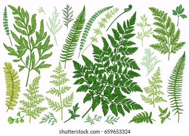 Set with leaves. Ferns.  Vector design elements. Botanical illustration.