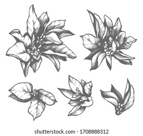 Set with leaves, floral elements illustrations. Sketch vector garden collection
