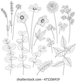 Set of leaves and flowers. Contoured image of plants. Black and white floral elements for coloring.