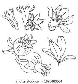 Set of leaves, flowers and fruits of pomegranate vector hand drawing from a black and white outline on a white background.